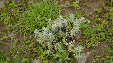 Anaphalis contorta im Garten pflanzen