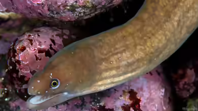 Anarchias seychellensis im Aquarium halten