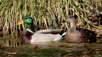 Anas platyrhynchos am Gartenteich