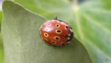 Anatis ocellata im Garten