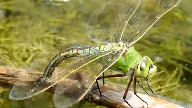Anax imperator im Garten