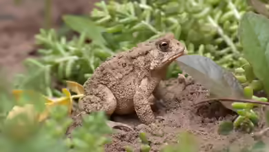 Anaxyrus americanus im Terrarium halten