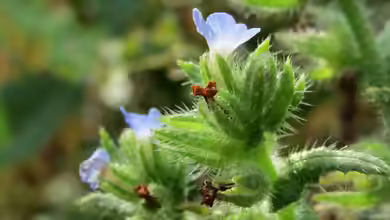 Anchusa arvensis im Garten pflanzen