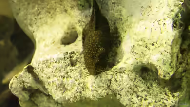 Ancistrus pirareta im Aquarium halten