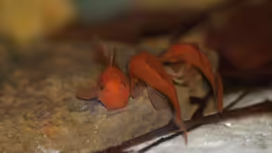 Ancistrus sp. ´red Fire´ - eine relativ neue Zuchtform stellt sich vor