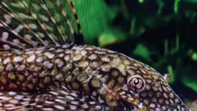 Ancistrus tamboensis im Aquarium halten