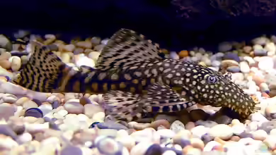 Ancistrus triradiatus im Aquarium halten