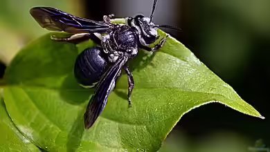 Andrena agilissima im Garten