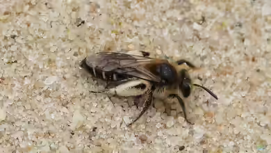 Andrena argentata im Garten