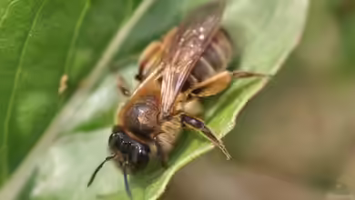 Andrena bimaculata im Garten
