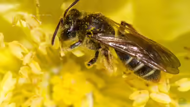 Andrena chrysosceles im Garten
