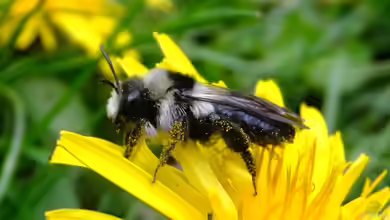 Andrena cineraria im Garten