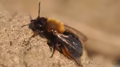 Andrena clarkella im Garten