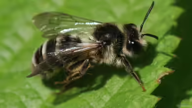 Andrena denticulata im Garten