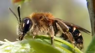 Andrena dorsata im Garten