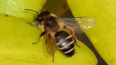 Andrena flavipes im Garten