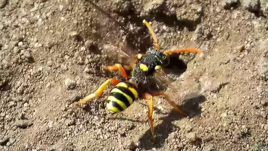 Andrena fucata im Garten