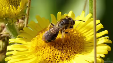 Andrena fulvago im Garten