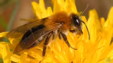 Andrena haemorrhoa im Garten