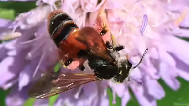 Andrena hattorfiana im Garten