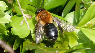 Andrena nitida im Garten