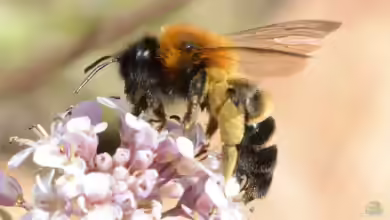 Andrena tscheki im Garten