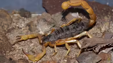 Androctonus australis im Terrarium halten