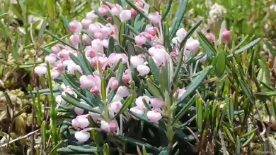 Andromeda polifolia im Garten pflanzen