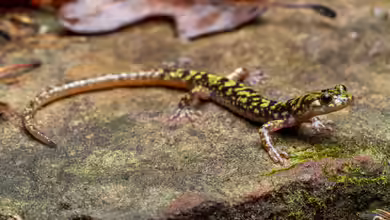 Aneides aeneus im Terrarium halten