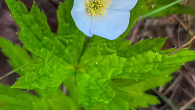 Anemone cylindrica im Garten pflanzen
