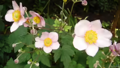 Anemone japonica im Garten pflanzen