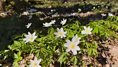 Anemone nemorosa im Garten pflanzen
