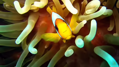 Anemonenfische im Meerwasseraquarium: Der Leitfaden für Aquarianer