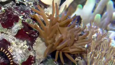 Anemonia manjano im Aquarium halten