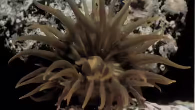 Anemonia melanaster im Aquarium halten