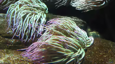 Anemonia sulcata im Aquarium halten