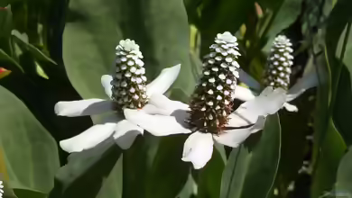 Anemopsis californica am Gartenteich