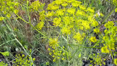 Anethum graveolens am Gartenteich