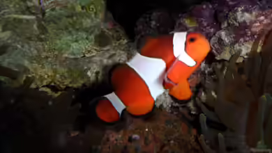 Anfängerfische für Meerwasseraquarianer