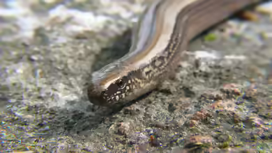 Anguis fragilis im Garten