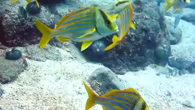 Anisotremus virginicus im Aquarium halten