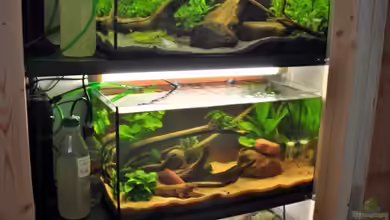 Anlage mit 3 60 l Becken von stefan1979