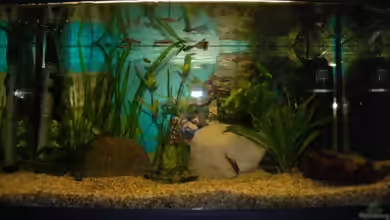 Anna`s Gesellschaftsbecken von Anna Müller