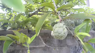 Annona cherimola im Garten pflanzen