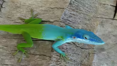 Anolis allisoni im Terrarium halten