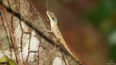 Anolis bahorucoensis im Terrarium halten