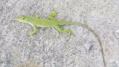 Anolis biporcatus im Terrarium halten