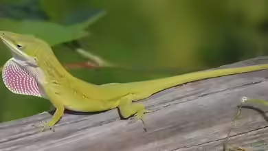 Anolis carolinensis im Terrarium halten