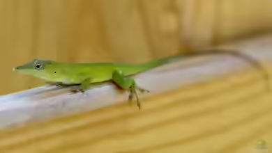 Anolis chlorocyanu im Terrarium halten