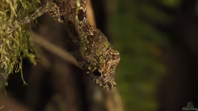 Anolis christophei im Terrarium halten